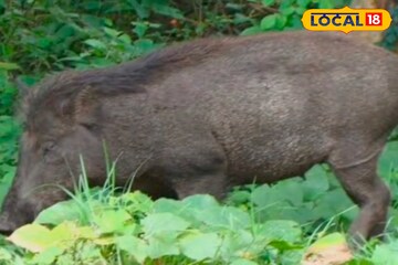 সন্ধে নামতেই জমিতে দাপাদাপি! বিঘার পর বিঘা ফসল খেয়ে সাবাড় দিচ্ছে বুনো শুয়োর