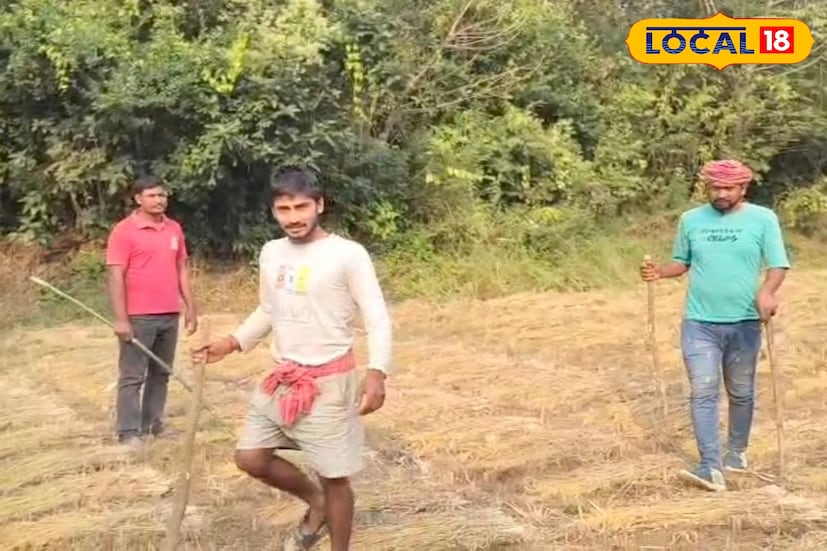 আলু, সর্ষে, গম, বাঁধাকপি থেকে শুরু করে ছোলা বাদ যায়নি কিছুই। সর্বস্বান্ত হওয়ার আশঙ্কায় এখন দিনের বেলাতেও লাঠি হাতে নিজেদের জমি পাহারা দিতে বাধ্য হচ্ছেন আতঙ্কিত কৃষকরা। ঘটনাটি মুর্শিদাবাদ জেলার ভরতপুর ১ ব্লকের ছত্তরপুরের কাছে কুয়ের নদীর সন্দেশকুড়া মাঠের।