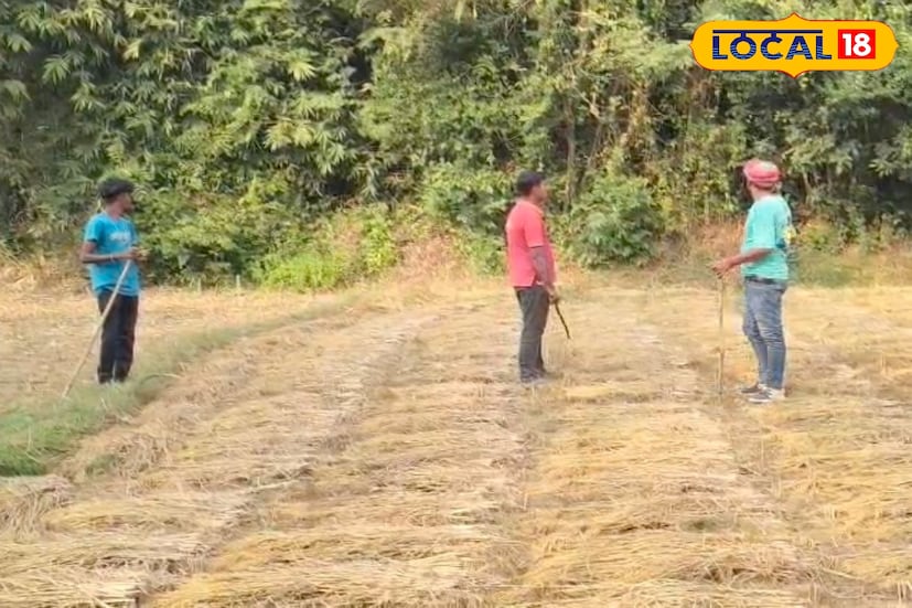 প্রতি বছরই এই উর্বর জমিতে প্রচুর পরিমাণে শীতকালীন ফসল ফলান স্থানীয় চাষিরা। এবছরও প্রায় ১০০ বিঘা জমিতে আলুর পাশাপাশি লাগানো হয়েছে সর্ষে, গম, ফুলকপি, বাঁধাকপি ও মটরশুঁটির মতো অর্থকরী ফসল। কিন্তু গত কয়েকদিন ধরে এখানকার পরিস্থিতি ভয়াবহ।