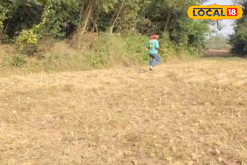 চাষিদের অভিযোগ, অন্তত আটটি বুনো শুয়োরের একটি দল সন্ধ্যায় নদী সংলগ্ন জঙ্গল থেকে বেরিয়ে এসে মাঠে তাণ্ডব চালাচ্ছে। কয়েক বিঘা আলুর জমি একেবারে নষ্ট করে দিয়েছে শুয়োরের পাল। ফুল ও বাঁধাকপির ক্ষেতে নেমে মুড়িয়ে খেয়েছে ফসল। গম, সর্ষে, ছোলা ও মটরের মতো শস্যও রক্ষা পায়নি।