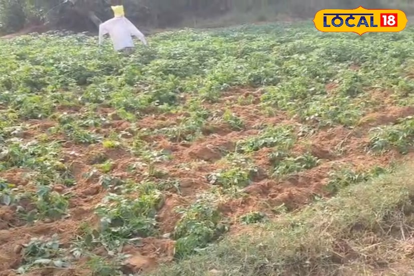 বন দফতরের কান্দি রেঞ্জ অফিসার আনন্দ বিশ্বাস জানিয়েছেন, ঘটনার কথা জানতে পেরেছি। আমাদের একটি দল দ্রুত সেখানে পাঠানো হচ্ছে। তবে এই এলাকায় বুনো শুয়োর থাকার কথা নয়। আমরা খতিয়ে দেখছি, এটি বুনো শুয়োর নাকি অন্য কোনও বন্যপ্রাণী। বন দফতরের দ্রুত পদক্ষেপের দিকেই এখন তাকিয়ে রয়েছেন ভরতপুরের ক্ষতিগ্রস্ত কৃষকরা। 