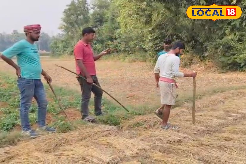 আরেক চাষি হাফিজুল সেখের কথায়, যদি কোনওভাবে এই ফসল নষ্ট হয়ে যায়, তবে সারা বছর কী খাব, কী দিয়ে ঋণ শোধ করব? ব্যাপক ফসলহানির এই ঘটনা বন দফতরেও জানানো হয়েছে।