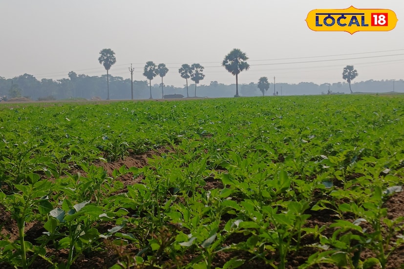 সবুজ মাঠ আর নীল আকাশ মিশে গেছে যেখানে। তার মাঝে মাথা উঁচু করে দাঁড়িয়ে রয়েছে তালগাছের সারি। ঘুরে বেড়াচ্ছে গরু-ছাগলের দল, এদিক ওদিক ফুটে রয়েছে নানা রঙের বোন ফুল। কিচিমিচি শালিক ঘুকু বুলবুলি ফিঙে পাখিদের গুঞ্জন।