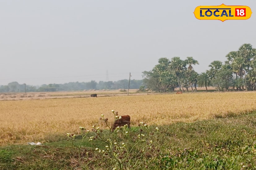 শহর হাওড়া থেকে কয়েক কিলোমিটার দূরত্ব। হাওড়া-আমতা রোড ধরে জগৎবল্লভপুর পার হলেই রাজাপুরগামী রাস্তা। এই রাস্তা ধরে কয়েক কিলোমিটার এগিয়ে গেলেই প্রকৃতির সৌন্দর্য করা স্থানে পৌঁছে যাওয়া যায় সহজে। এই শীতের সময় বেলা বাড়ার সঙ্গে সঙ্গে সন্ধ্যা পর্যন্ত মানুষের ঢল নামে। লম্বা রাস্তার জনবহুল স্থানগুলিতে মুখরোচক খাবারের দোকান। এছাড়াও যেখানেই মানুষের উপস্থিতি সেখানেই অস্থায়ী খাবারের দোকান। (ছবি ও তথ্য: রাকেশ মাইতি)
