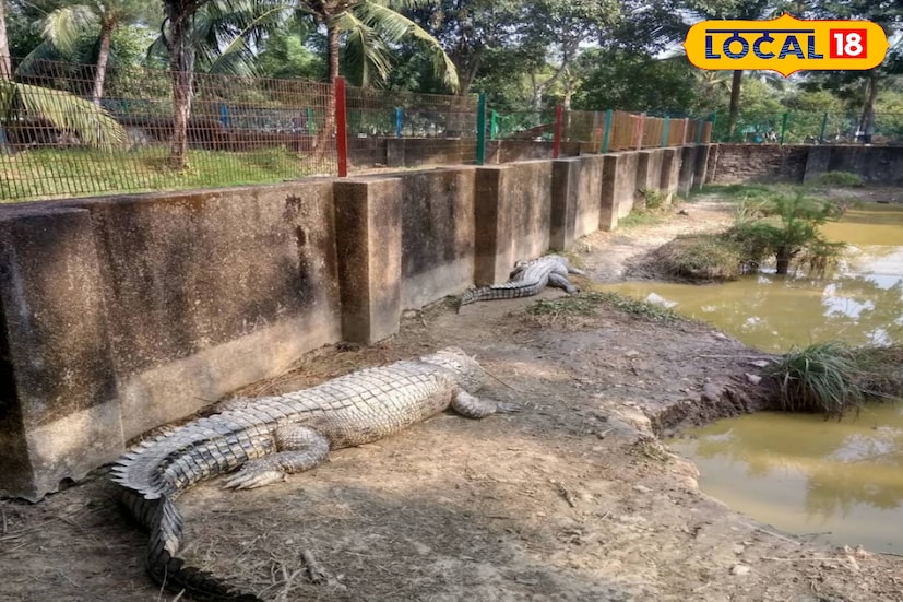 এই জঙ্গলে কিন্তু বাঘ নেই। ফলে আপনি নিশ্চিন্তে থাকতে পারবেন। কিন্তু জঙ্গলে বিষধর সাপ ও কুমির রয়েছে। (ছবি ও তথ্য: নবাব মল্লিক)
