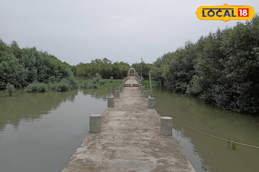এখানে কপাল ভাল থাকলে চিত্রা হরিণ, জলপাইরঙা সামুদ্রিক কচ্ছপ, বনবিড়াল, লাল বাঁদর, নোনা জলের কুমির দেখতে পারবেন আপনি।
