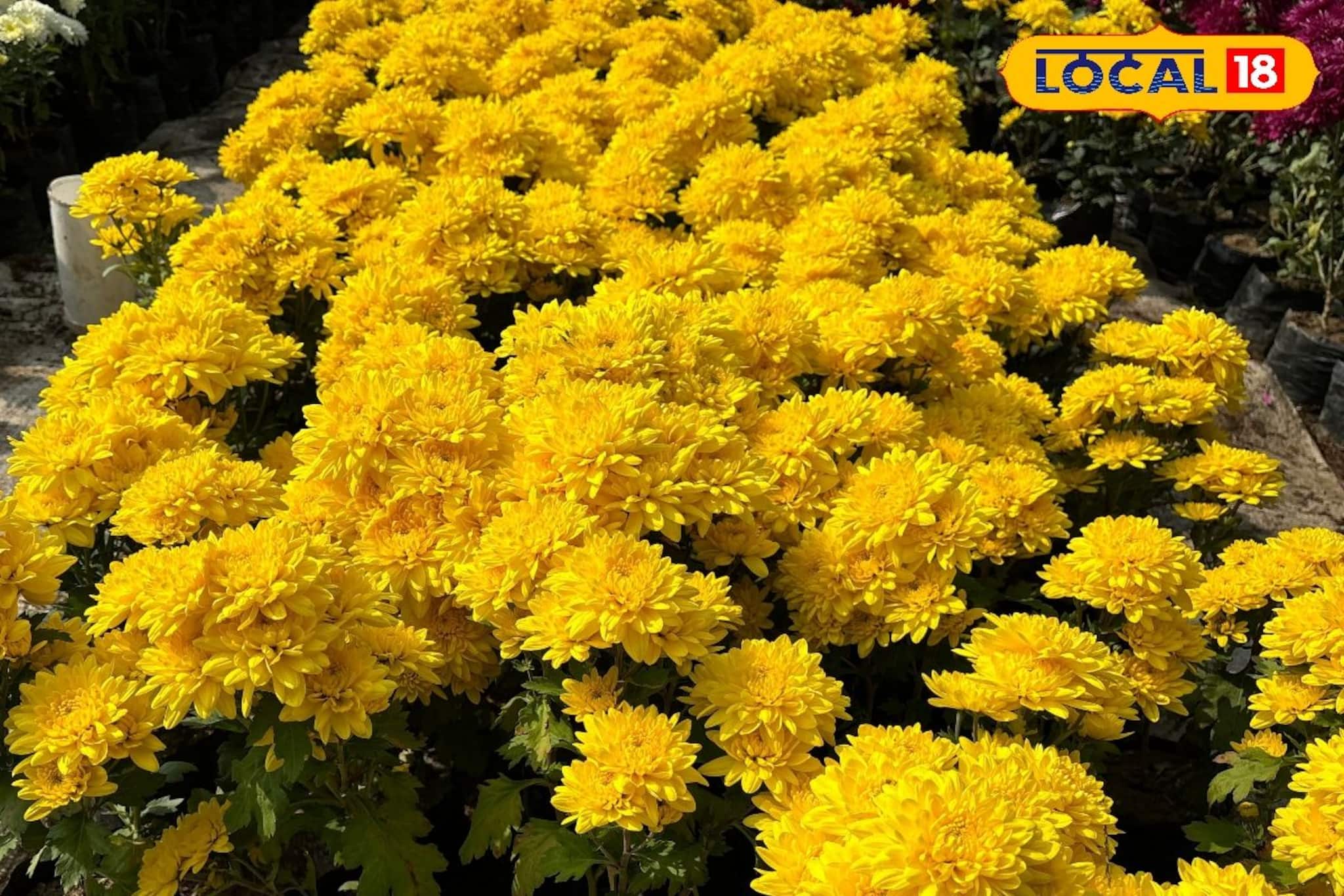 সুখবর! এবার বাড়িতে বসেই পেয়ে যাবেন ফুলের চারা! কীভাবে অর্ডার করবেন অনলাইনে, জানুন সুখবর! এবার বাড়িতে বসেই পেয়ে যাবেন ফুলের চারা! কীভাবে অর্ডার করবেন অনলাইনে, জানুন