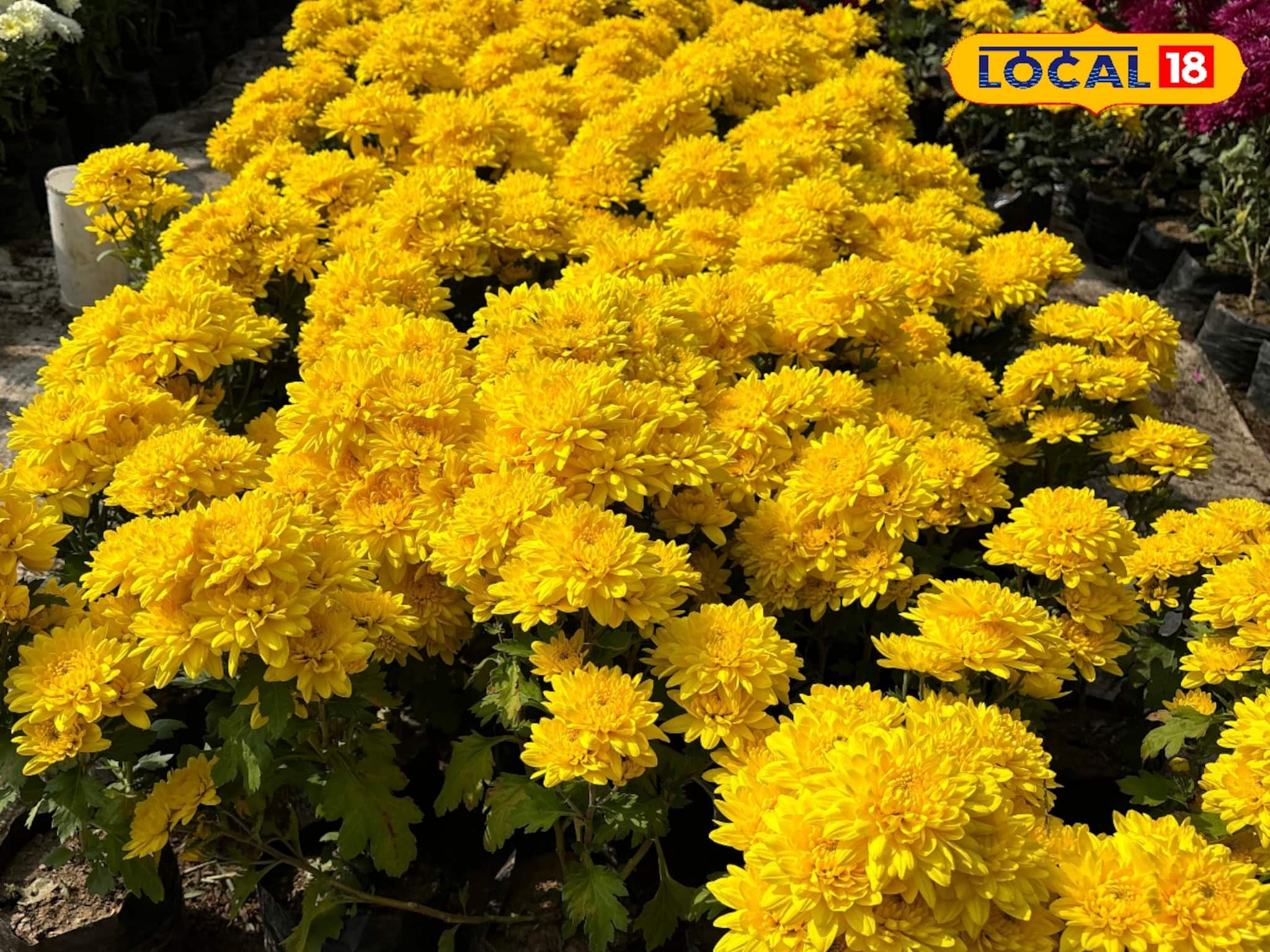 সুখবর! এবার বাড়িতে বসেই পেয়ে যাবেন ফুলের চারা! কীভাবে অর্ডার করবেন অনলাইনে, জানুন সুখবর! এবার বাড়িতে বসেই পেয়ে যাবেন ফুলের চারা! কীভাবে অর্ডার করবেন অনলাইনে, জানুন