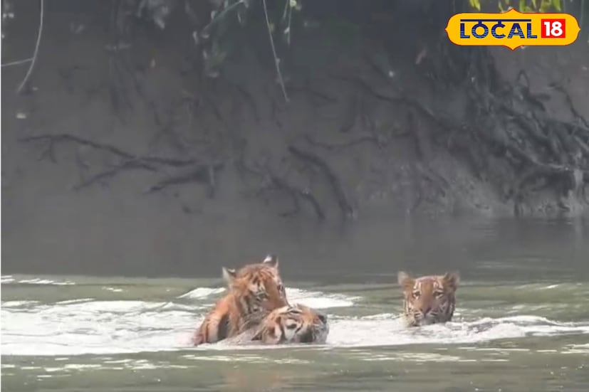পাশাপাশি গত কয়েক দিন ধরে সুন্দরবনে ঘুরতে আসা পর্যটকরা বাঘের দর্শন পেয়েছেন। কখনও একসঙ্গে তিনটে বাঘ,কখনও বা সাঁতরে নদী পেরিয়ে এক জঙ্গল থেকে আরেক জঙ্গলে যাচ্ছে বাঘমামা। সেই দুর্লভ ছবি ক্যামেরাবন্দি করেছেন পর্যটকরা। 