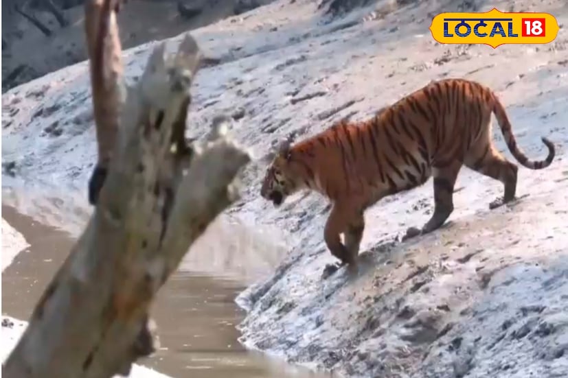 শীত পড়তেই সুন্দরবনে পর্যটক সংখ্যা অনেক গুণ বেড়ে যায়, কারণ এই সময় দূরদূরান্ত থেকে পর্যটকরা সুন্দরবনে ঘুরতে আসে শুধুমাত্র বাঘ দেখতে। সঙ্গে বোনাস কুমির, হরিণ ও বিভিন্ন ধরনের পশু পাখি।