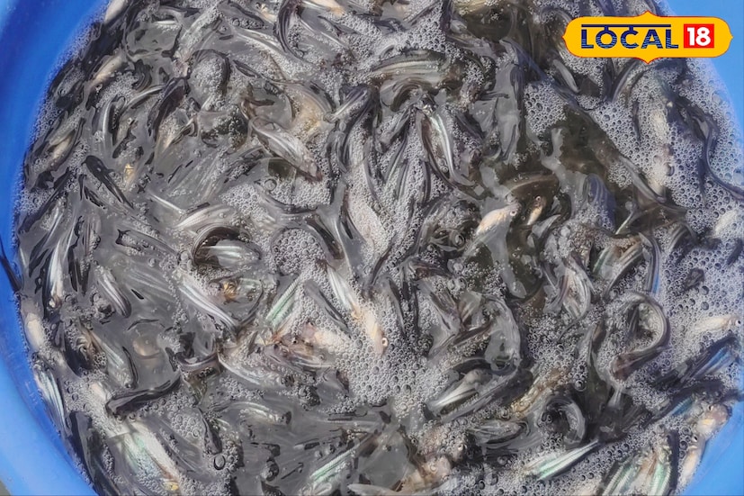 জেলা মৎস্য দফতরের সহকারী অধিকর্তা রমেশ চন্দ্র বিশ্বাস জানান, “মাছগুলির মৃত্যু বিষাক্ত কোনও পদার্থ প্রয়োগের ফলেই হয়েছে বলে প্রাথমিকভাবে মনে হচ্ছে। তবে নিশ্চিত হতে জল পরীক্ষার জন্য নমুনা পাঠানো হয়েছে।” পাশাপাশি তিনি স্থানীয়দের সচেতন হওয়ার আহ্বান জানান এবং দোষীদের বিরুদ্ধে কঠোর আইনানুগ ব্যবস্থা নেওয়া হবে বলেও সতর্ক করেন।