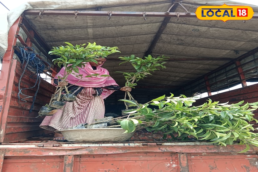 স্থানীয়রা বলছেন, এই ব্যবসা আজ নতুনদেরও উৎসাহ দিচ্ছে খুব বেশি জমি লাগছে না। প্রয়োজন শুধু আগ্রহ, যত্ন আর কিছু বুদ্ধি। সোশ্যাল মিডিয়ায় প্রচার, অনলাইন সেলস, কুরিয়ার প্যাকিং—এই তিনটি ভিত্তির উপর দাঁড়িয়ে সুন্দরবনের এক যুবক গড়ে তুলেছেন সফল চাষ ও উদ্যোক্তা হওয়ার উদাহরণ। ভবিষ্যতে বাগান আরও বড় করার স্বপ্ন দেখছেন শাহরুখ ইসলাম।