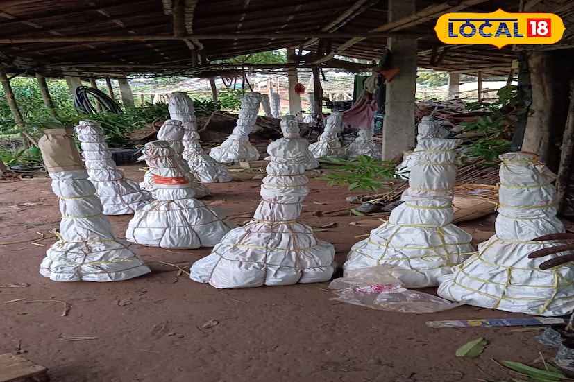 দেশের বিভিন্ন প্রান্তে আজ সুস্বাদু ও রাসায়নিকমুক্ত ফলের পরিচায়ক হয়ে উঠেছেন উত্তর ২৪ পরগনা জেলার বসিরহাটের যুবক শাহরুখ ইসলাম। অল্প জমিতে শুরু করা তার স্বপ্নের বাগানই আজ তাকে এনে দিয়েছে সফলতার গল্প। তার বাগানে দেশি-বিদেশি নানা জাতের ফলগাছের চারা থেকে শুরু করে বাহারি জাতের ফল উৎপাদিত হচ্ছে। দেশের বিভিন্ন প্রান্তে আজ সুস্বাদু ও রাসায়নিকমুক্ত ফলের পরিচায়ক হয়ে উঠেছেন উত্তর ২৪ পরগনা জেলার বসিরহাটের যুবক শাহরুখ ইসলাম। অল্প জমিতে শুরু করা তার স্বপ্নের বাগানই আজ তাকে এনে দিয়েছে সফলতার গল্প। তার বাগানে দেশি-বিদেশি নানা জাতের ফলগাছের চারা থেকে শুরু করে বাহারি জাতের ফল উৎপাদিত হচ্ছে।