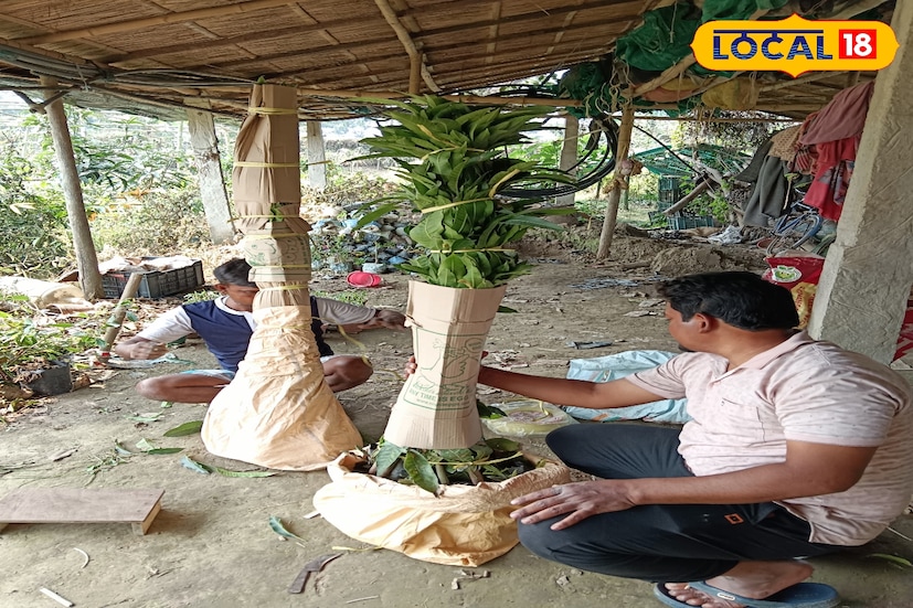বিশেষ করে দূরদূরান্তের ক্রেতাদের জন্য এই ব্যবসা আরও লাভজনক। পছন্দের গাছ অনলাইনে বুকিং করলেই কুরিয়ার ও ট্রান্সপোর্টের মাধ্যমে দেশের বিভিন্ন রাজ্যে পৌঁছে যায়। শুধু স্থানীয় এলাকাতেই নয়, ভিন জেলা, রাজ্য থেকে এখন আসছে নিয়মিত অর্ডার। এক বছরের হিসেব বলছে, তার নার্সারি থেকেই আয় করা সম্ভব কয়েক লক্ষ টাকা।