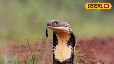 কিং কোবরা 