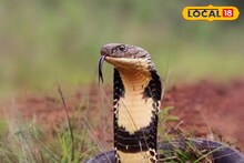 Snake : এত বড় সাপ! কত ফিট লম্বা জানেন? এমন প্রকাণ্ড আকারের কোবরা দেখে এলাকায় ছুটোছুটি! হাড়হিম হয়ে যাবে সাপটিকে দেখে