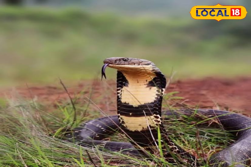 পরিবেশ প্রেমী সুপেন দাস জানিয়েছেন, 