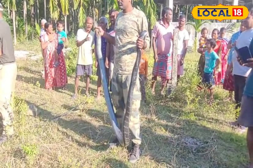 অবশেষে এদিন বনকর্মীরা সকাল থেকে বিকেল পর্যন্ত ধৈর্য ধরে অপেক্ষা করার পর জনবসতি এলাকা থেকে উদ্ধার করে কিং কোবরা সাপটিকে। বিশাল আকার কিং কোবরা সাপ এই প্রথম এই এলাকায় দেখা গেল বলে জানা যায়। মাদারিহাটের প্রধান নগর এলাকার ত্রাস হয়ে উঠেছিল এই সাপটি। 