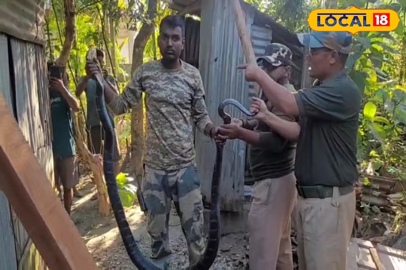 সাধারণত অন্যান্য দিন বিকেলের পরেই সাপটির উৎপাত বেড়ে যেত। হাঁস, মুরগির ছানা বাড়িতে রাখা মুশকিল হয়ে যাচ্ছিল। কালো রঙের এই সাপটিকে দেখেই ভয় পেতেন সকলে। 