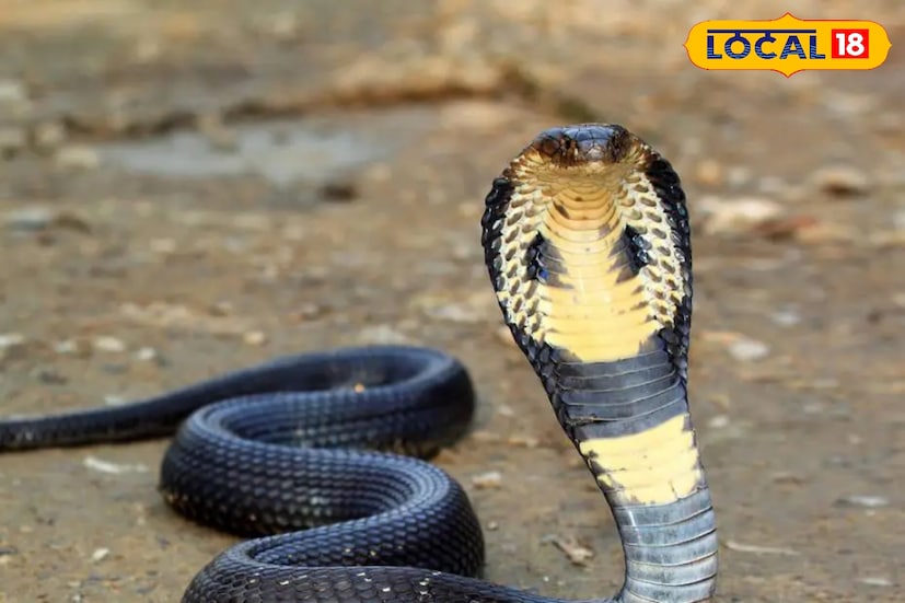 এদিন সকাল থেকেই এলাকায় ঘুরে বেরচ্ছিল সাপটি। স্থানীয়রা দেখতে পেয়ে জলদাপাড়া বন বিভাগে খবর দেয়। জলদাপাড়া বন বিভাগের সাপ ধরার বিশেষ টিম বিশাল আকার কিং কোবারা সাপটিকে উদ্ধার করে। 