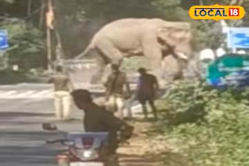 বোঝো কাণ্ড! রাস্তার মধ্যে দাঁড়িয়ে গজরাজ, থমকে গেল যান চলাচল, ডুয়ার্সে তুলকালাম বোঝো কাণ্ড! রাস্তার মধ্যে দাঁড়িয়ে গজরাজ, থমকে গেল যান চলাচল, ডুয়ার্সে তুলকালাম