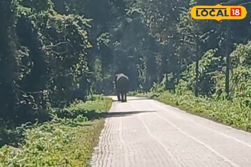 জঙ্গল থেকে বেরিয়ে রাস্তা দখল! শীতের দুপুরে রাজ্য সড়কে হাঁটাহাঁটি গজরাজের জঙ্গল থেকে বেরিয়ে রাস্তা দখল! শীতের দুপুরে রাজ্য সড়কে হাঁটাহাঁটি গজরাজের
