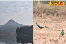 ঝাঁকে, ঝাঁকে ময়ূর...! পুরুলিয়ার অফবিট পর্যটন কেন্দ্র নরাহারা ড্যাম, ময়ূর দেখার আদর্শ স্থান!