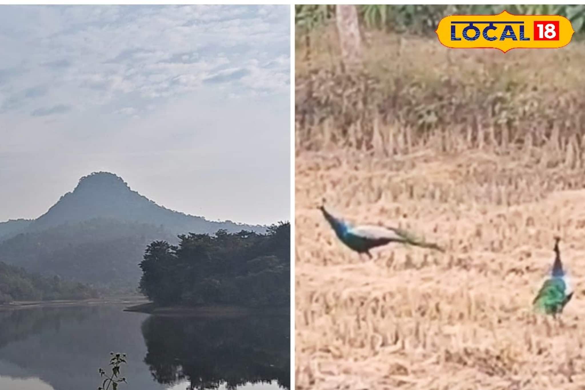 ঝাঁকে, ঝাঁকে ময়ূর...! পুরুলিয়ার অফবিট পর্যটন কেন্দ্র নরাহারা ড্যাম, ময়ূর দেখার আদর্শ ঝাঁকে, ঝাঁকে ময়ূর...! পুরুলিয়ার অফবিট পর্যটন কেন্দ্র নরাহারা ড্যাম, ময়ূর দেখার আদর্শ