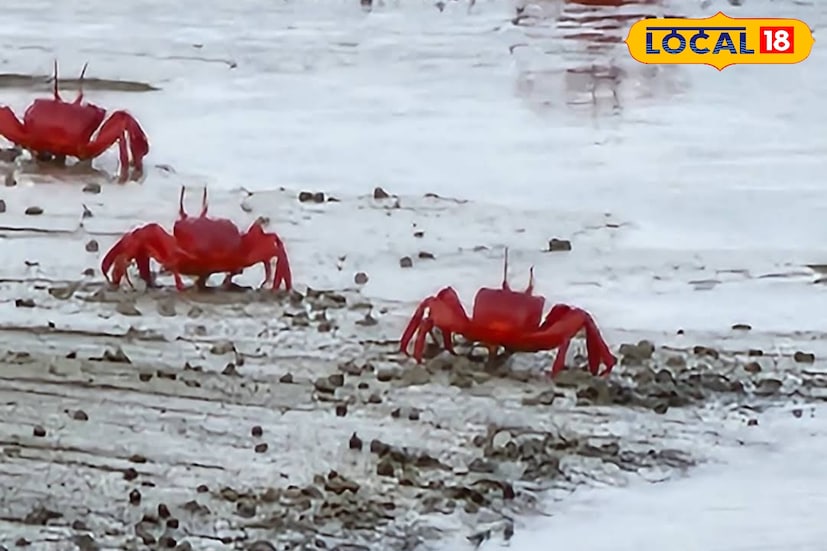তবে এই দ্বীপে সমুদ্র স্নানে নিষেধাজ্ঞা রয়েছে। নেই সন্ধ্যার পর দ্বীপে থাকার অনুমতিও। চোরাবালির সতর্কীকরণ রয়েছে। তবে সমস্ত দিন আপনি এখানে ঘুরতে পারেন। (ছবি ও তথ্য: নবাব মল্লিক)