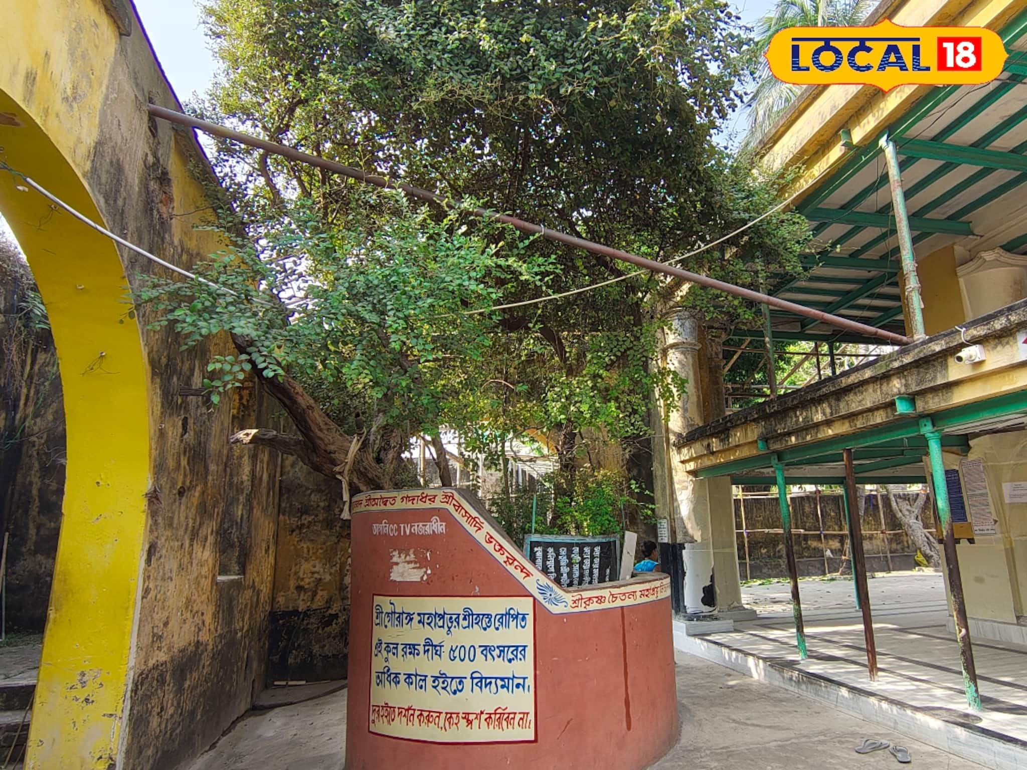 নবদ্বীপের শ্রীবাস অঙ্গনে মহাপ্রভুর রোপণ করা কুলগাছ দর্শন অগণিত ভক্তের নবদ্বীপের শ্রীবাস অঙ্গনে মহাপ্রভুর রোপণ করা কুলগাছ দর্শন অগণিত ভক্তের