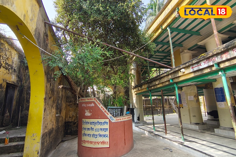 নদিয়ার নবদ্বীপে শ্রীবাস অঙ্গন মন্দিরে আজও অক্ষত রয়েছে শ্রীচৈতন্যদেবের লাগানো প্রায় ৫০০ বছরের ঐতিহ্যবাহী কুল গাছ। মন্দিরটিকে ইতিমধ্যেই রাজ্য সরকারের পক্ষ থেকে হেরিটেজ হিসাবে ঘোষণা করা হয়েছে। ছবি ও তথ্য: মৈনাক দেবনাথ