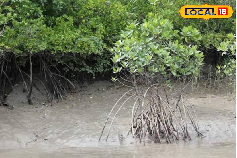 বিভিন্ন সময়ে প্রাকৃতিক বিপর্যয়ের হাত থেকে সুন্দরবনের মানুষকে রক্ষা করে আসছে ম্যানগ্রোভ অরণ্য ৷ তা আজ অনেকটাই ধ্বংসের মুখে। সুন্দরবনের ম্যানগ্রোভের ভারসাম্য রক্ষার্থে বেশ কিছু চারাগাছ প্রদান করা হল। সুন্দরবনের পর্যটন শিল্পকে আরও উন্নত করার জন্য গড়ে তোলা হবে আরও পর্যটক কেন্দ্র। 