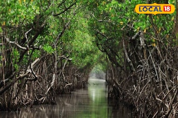 আজ সুন্দরবন দিবস! জীববৈচিত্র্যের ভারসাম্য রক্ষায় বর্ণাঢ্য অনুষ্ঠান, কেন পালিত হয় এই দিনটি? আজ সুন্দরবন দিবস! জীববৈচিত্র্যের ভারসাম্য রক্ষায় বর্ণাঢ্য অনুষ্ঠান, কেন পালিত হয় এই দিনটি?