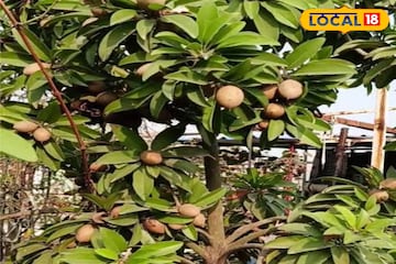 দেশি নয় বিদেশি সবেদা চারার উপরে বেশি জোর সুন্দরবনের চাষিদের, ফলন বাড়াতে বিশেষ ভাবনা দেশি নয় বিদেশি সবেদা চারার উপরে বেশি জোর সুন্দরবনের চাষিদের, ফলন বাড়াতে বিশেষ ভাবনা