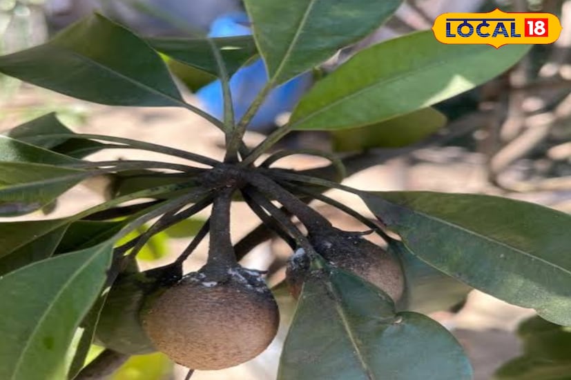  এই সমস্ত এলাকাতে আগে বিঘের পর বিঘে সবেদা বাগান চাষ করতে দেখা যেত অর্থাৎ এই সমস্ত এলাকাতে বেশ কিছু চাষি আছে, তাঁরা অন্য বিভিন্ন জাতের সবেদা চাষ করে আর্থিকভাবে সচ্ছল থাকতেন। কিন্তু দীর্ঘ বেশ কয়েক বছর ধরে দেশি জাতের সবেদা চাষ করে সেভাবে লাভের মুখ দেখতে পারছিলেন না সুন্দরবনের এই সবেরা চাষিরা। (তথ্য ছবি সুমন সাহা) 