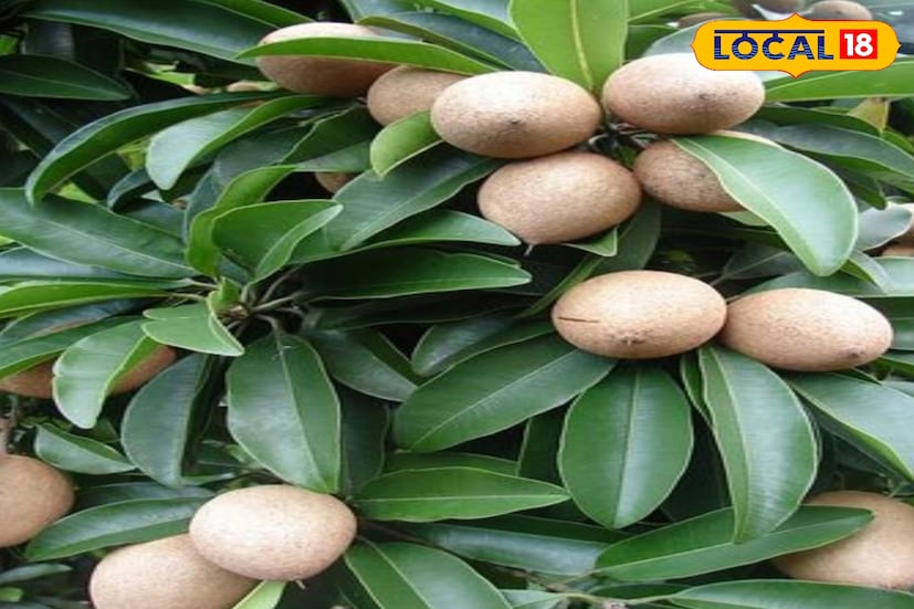 এই বিদেশি নারকেল সবেদা জাতের গাছ বসিয়ে অল্প খরচে অধিক ফল হচ্ছে এই গাছগুলিতে তাই তারা এই দেশি নয় বিদেশে সব এটা চাষ করে লাভের মুখ দেখতে পাচ্ছে। এবং এই সবেরা তারা শুধুমাত্র রাজ্য নয় রাজ্যের বাইরেও তারা পাঠিয়ে দিচ্ছে। (তথ্য ছবি সুমন সাহা)