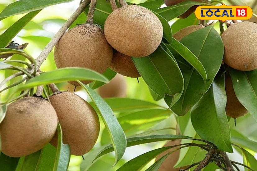 তাই তারা বাধ্য হয়ে এই নারকেল সবেদা, অর্থাৎ দেশি নয় বিদেশি চারার উপরে বেশি জোর দেয়। এবং তা থেকেই আসে তাদের সাফল্য। দেশি সবেদা চাষ করে যতটা লাভ হত এবং ততটাই বিভিন্ন খরচের খাতে বেড়িয়ে যেত। এবং যার জন্য লাভের মুখ সেভাবে দেখতে পাচ্ছিলেন না এই চাষিরা। (তথ্য ছবি সুমন সাহা)