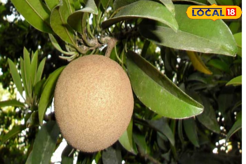  যে দেশি সবেদা দামের তুলনায় এই নারকেল জাতের সবেদার দামও ভালই পাচ্ছে এবং দেশি গাছের যে ফল হয় তা তুলনায় অধিক ফলন এই গাছে মিলছে। তাই তারা দেশি নয় বিদেশে জানার উপরে ঝুঁকছে অধিক লাভের দিশা দেখছে। (তথ্য ছবি সুমন সাহা)