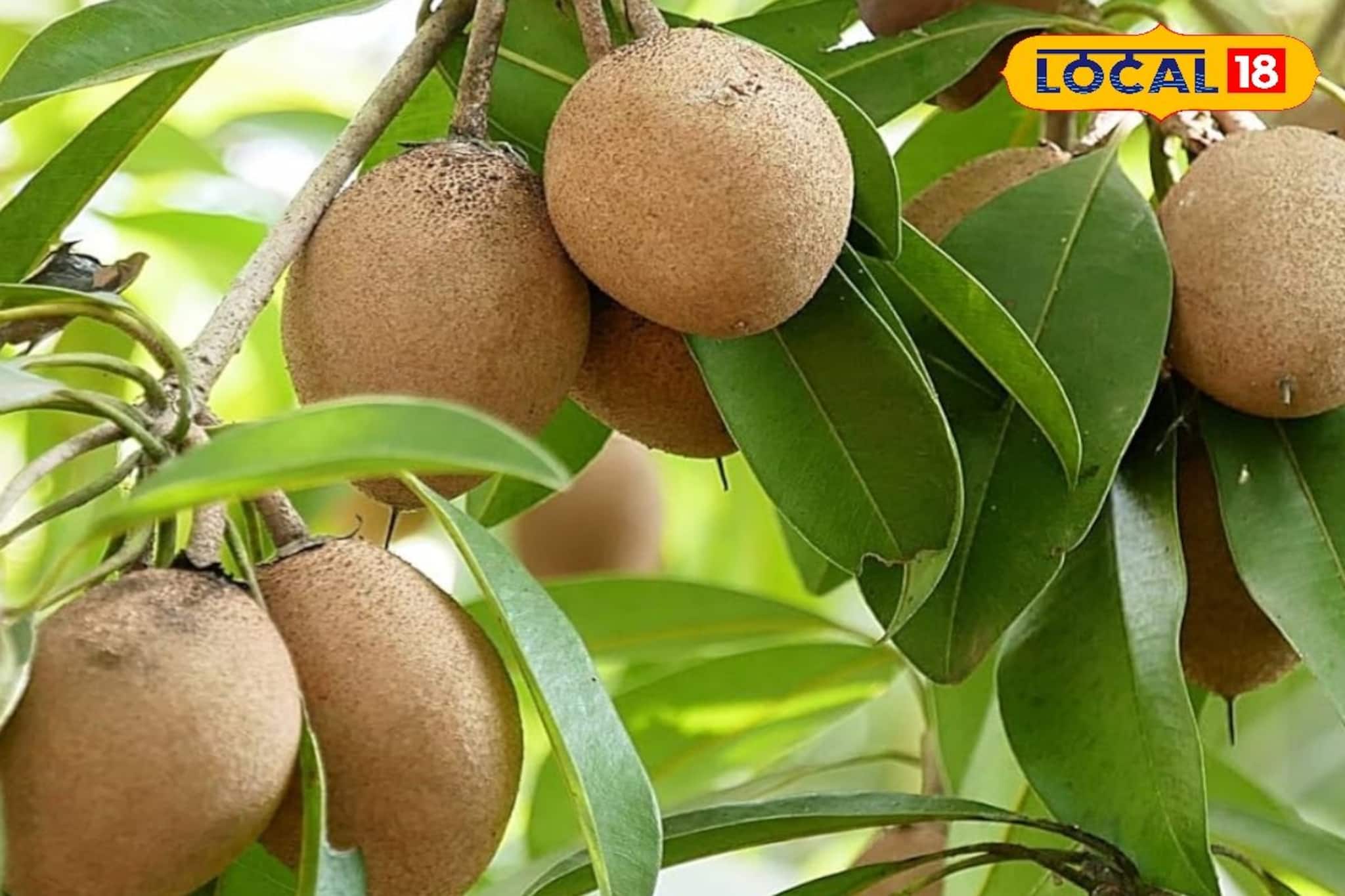 দেশি নয় বিদেশি সবেদা চারার উপরে বেশি জোর সুন্দরবনের চাষিদের, ফলন বাড়াতে বিশেষ ভাবনা দেশি নয় বিদেশি সবেদা চারার উপরে বেশি জোর সুন্দরবনের চাষিদের, ফলন বাড়াতে বিশেষ ভাবনা