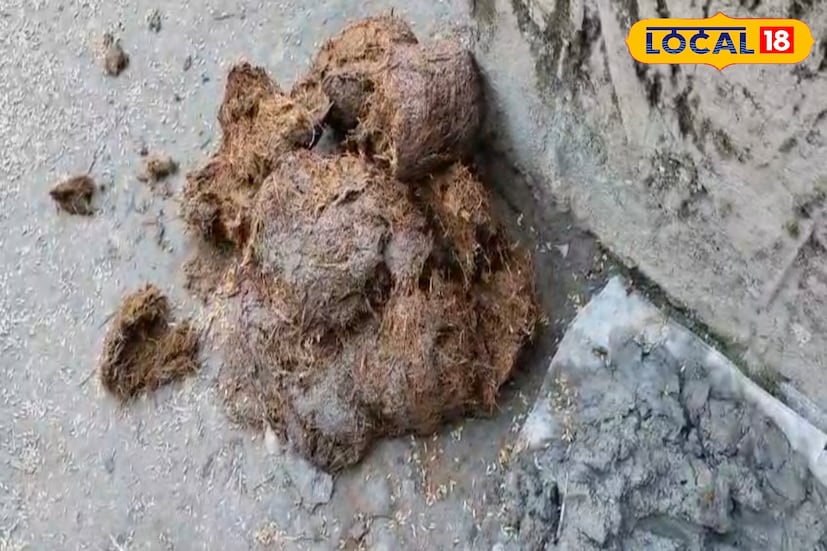 খবর পেয়ে রাতেই ঘটনাস্থলে পৌঁছান বিন্নাগুড়ি ওয়াইল্ডলাইফ স্কোয়ার্ডের বনকর্মীরা। দীর্ঘ সময় চেষ্টা চালিয়ে হাতির দলকে জঙ্গলের দিকে ঠেলে ফেরানো হয়। ক্ষতিগ্রস্ত পরিবারের পাশে থাকার আশ্বাস দিয়েছেন এলাকার পঞ্চায়েত সদস্যের স্বামী তথা তৃণমূল নেতা নির্মল রায়।