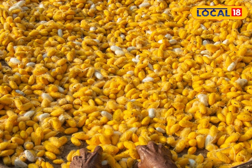 তিনি আরও বলেন, ”বহরমপুর, ডোমকল, রানিনগর, জিয়াগঞ্জ-সহ বিভিন্ন এলাকায় প্রায় ৯৯টি প্রতিষ্ঠান এই শিল্পের সঙ্গে যুক্ত। মুর্শিদাবাদ সিল্ক ফ্যাব্রিক শিল্পের বার্ষিক ব্যবসা প্রায় ৩০ কোটি টাকার। মুর্শিদাবাদ সিল্ক থানকে জিআই ট্যাগ প্রদান করলে এর প্রকৃত পরিচয় সংরক্ষিত হবে এবং ভারতের ঐতিহ্যবাহী কারুশিল্প আন্তর্জাতিক স্বীকৃতি পাবে”।