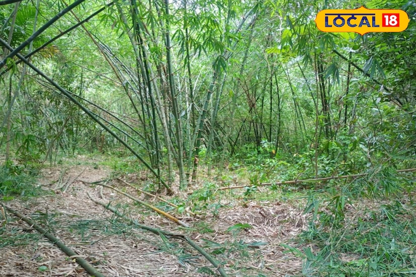 অর্থাৎ বাঁশ দিয়ে লবণ। এই ধরনের বাম্বু সল্ট অল্প পুজিতে আপনিও এই ধরনের ব্যবসা করে নিজে আর্থিকভাবে এগিয়ে যেতে পারেন। বাঁশ চেনেন না এমন মানুষ একজন ও নেই অথচ বাঁশের গুনাগুন জানা লোকের সংখ্যা সারা বিশ্বব্যাপী মানুষের মধ্যেই আমরাই জানি না। (তথ্য ছবি সুমন সাহা)