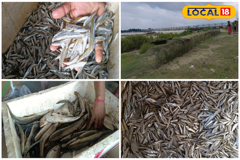 মাস খানেক আগেই রাজ্যের মৎস্যমন্ত্রী বিপ্লব রায়চৌধুরী তাঁর দফতরের একটি বৈঠকে চায়না জাল নিষিদ্ধ করেন। পদক্ষেপের কারণ ব্যাখ্যা করতে গিয়ে তিনি জানান, ‘‘এই চায়না দুয়ারি জাল এমনই একটি ফাঁদ যাতে মাছ-সহ যে কোনও প্রাণী এক বার ঢুকে গেলে, আর বেরিয়ে আসার কোনও উপায় থাকে না।’’ তিনি জানান, এই বিশেষ ধরনের ফাঁদে কচ্ছপ, সাপ, গোসাপের মত বড় প্রাণী থেকে শুরু করে মৌরলার মতো ছোট মাছের চারা এমনকি, পানকৌড়ির মত জলচর পাখিও মারা পড়ে নির্বিচারে। তাই শেষ পর্যন্ত চায়না জাল নিষিদ্ধ করার সিদ্ধান্ত নেওয়া হয়েছে।( ছবি ও তথ্য : দীপিকা সরকার)