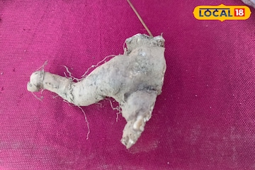 দেখতে ‘বিশ্রী’, জাতেরও নয়! ভিটামিন সি ও আয়রনে ঠাসা, এই আলু খাননি হলফ করে বলতে পারি দেখতে ‘বিশ্রী’, জাতেরও নয়! ভিটামিন সি ও আয়রনে ঠাসা, এই আলু খাননি হলফ করে বলতে পারি