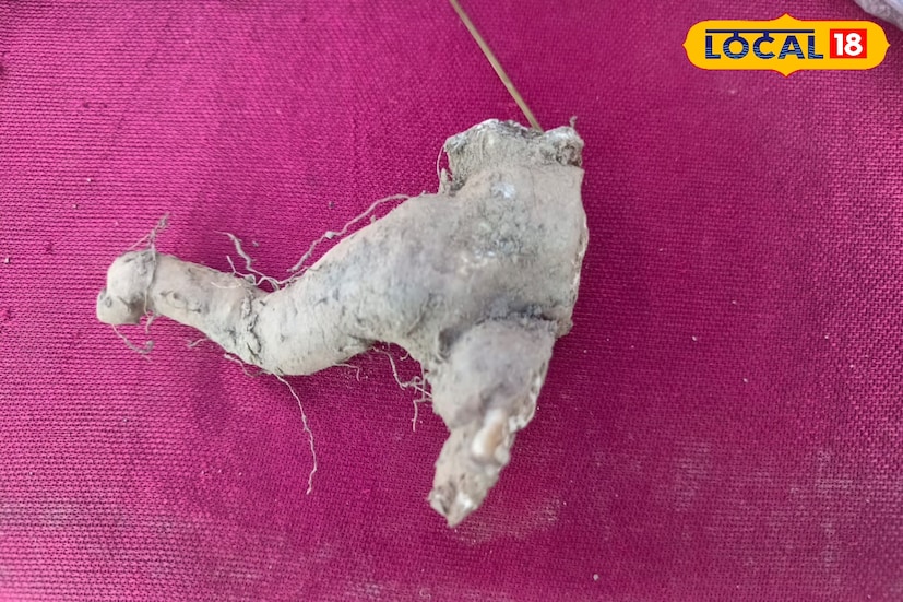 আলিপুরদুয়ার, অনন্যা দে: পুষ্টিগুণে ভরপুরএই আলুটি। তবে হয়ে থাকে এটি জঙ্গলে। আদিবাসীদের সাংস্কৃতিক খাবার তৈরি করতে হলে এই আলুটি ব্যবহার করতে হয়।এই আলুটিকে বলা হয় শিমুল আলু। আদিবাসী সম্প্রদায়ের মানুষেরা এটিকে বলে থাকেন শিমুল কান্দা আলু। আলিপুরদুয়ার, অনন্যা দে: পুষ্টিগুণে ভরপুরএই আলুটি। তবে হয়ে থাকে এটি জঙ্গলে। আদিবাসীদের সাংস্কৃতিক খাবার তৈরি করতে হলে এই আলুটি ব্যবহার করতে হয়।এই আলুটিকে বলা হয় শিমুল আলু। আদিবাসী সম্প্রদায়ের মানুষেরা এটিকে বলে থাকেন শিমুল কান্দা আলু।