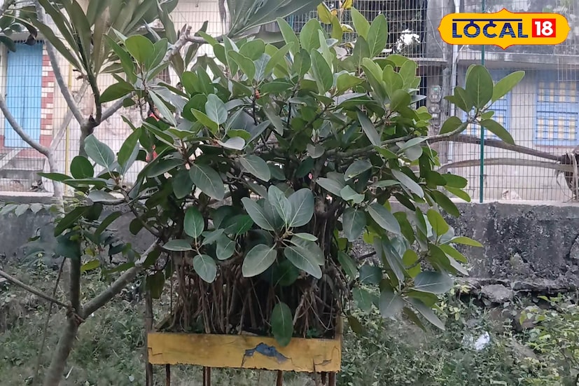 *শুনে অবাক হচ্ছেন তো? ভাবছেন একটি গাছের দাম ৭০ হাজার টাকা? কীভাবে একটি গাছেই হয় ৪/৫ রকমের আম? শুধু ফলের গাছ নয়, এখানে পাবেন অদ্ভুত কিছু ফুলের গাছও। একটি বগেনভেলিয়া গাছেই থাকবে তিন-চার রঙের আলাদা আলাদা ফুল অথবা বেগুনি রঙের জবা।