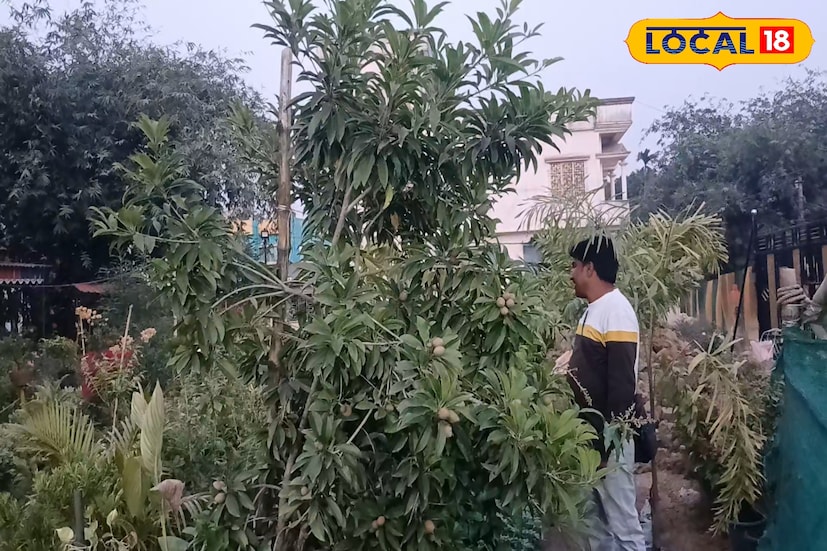 *যাবেন কীভাবে এই নার্সারিতে? উল্লাসবাস স্ট্যান্ড থেকে গেলে আপনি টোটো করে চলে যেতে পারেন ডিভিসি বাংলার গেটে। তার ঠিক উল্টো দিকের গলি দিয়ে পাঁচ মিনিট হাঁটলেই পৌঁছে যাবেন 'সবুজ সাথী' নার্সারিতে। আর যদি নবাবহাট অথবা স্টেশন থেকে আসেন তাহলে আপনি টাউন সার্ভিস করে চলে আসতে পারেন ঘোড়দৌরচটি, সেখান থেকে টোটো নিয়ে চলে যেতে পারেন 'সবুজ সাথী' নার্সারি।