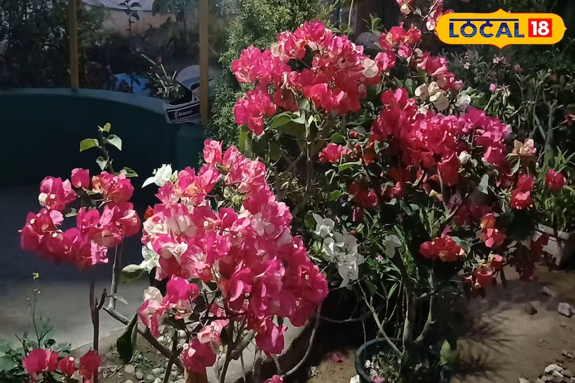 *নার্সারির মালিক শাহজাহান মির্জা বলেন, আমার নার্সারিতে বিভিন্ন ধরনের গাছ আছে। বনসাই থেকে শুরু করে ফল, ফুল সব ধরনেরই গাছ পাওয়া যায়। কেউ যদি আমাদের সঙ্গে যোগাযোগ করে, আমরা তার বাড়িতে ফুল কন্টাক্টেও বাগান করে দিই।