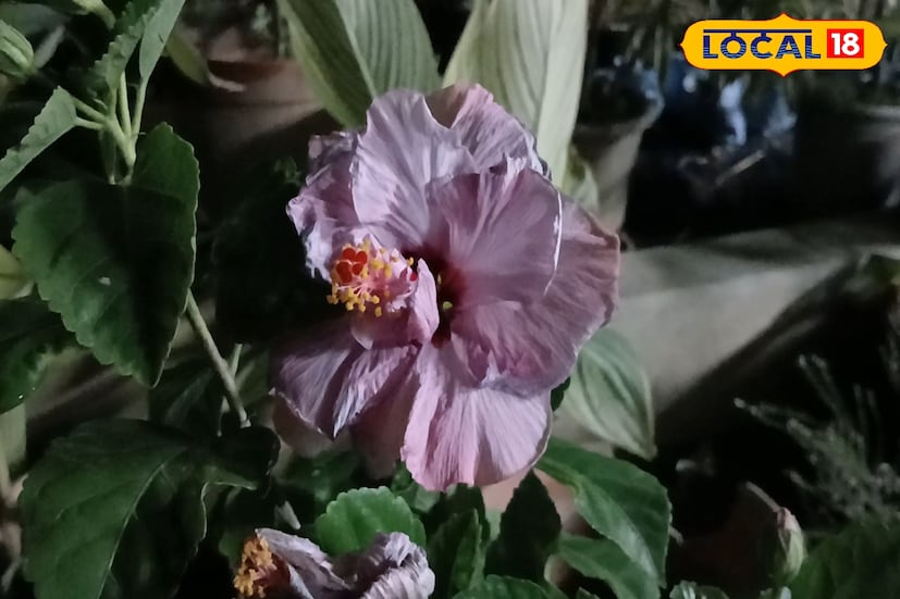 *৭০ হাজার টাকার বটগাছটি ৮০ বছরের পুরনো। সবাই এসে ওই গাছটির কথাই আগে জিজ্ঞাসা করে, কিন্তু এই গাছটি আমি বিক্রি করব না এটি আমার বাবার স্মৃতি। দুর্গাপুরের এক ব্যক্তি আমাকে নিজে ৬০ হাজার টাকা দিতে চেয়েছে কিন্তু আমি এই গাছ দেব না।