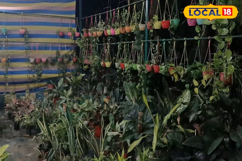 *আপনি কি গাছ লাগাতে ভালবাসেন? আর চান আপনার কালেকশনে থাকুক একদম ভিন্ন ধরনের গাছ, যা দেখে অবাক হবে সকলে। একটি গাছেই হবে চার-পাঁচ রকমের আম, ছোট্ট একটি সবেদা গাছেই থাকবে হাজারটিও বেশি সবেদা অথবা ৭০ হাজার টাকার বনসাই বট।